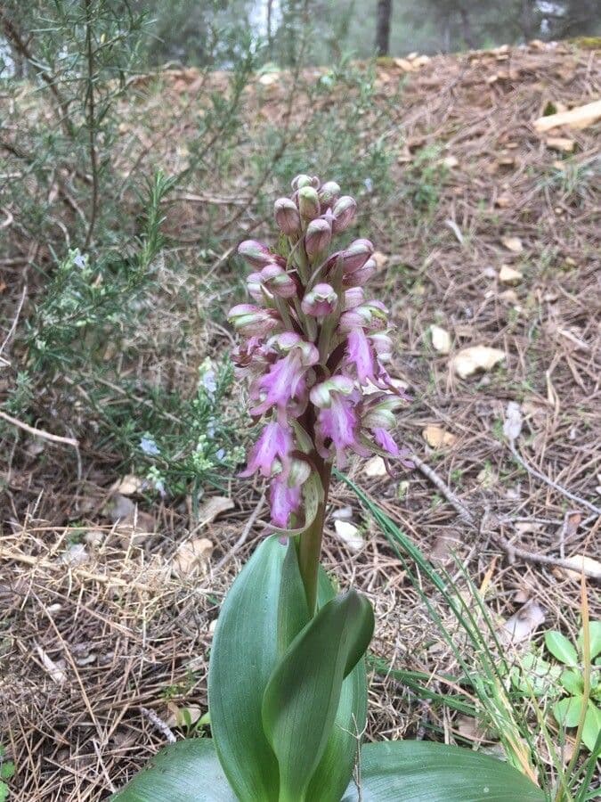 Orchis géant 21