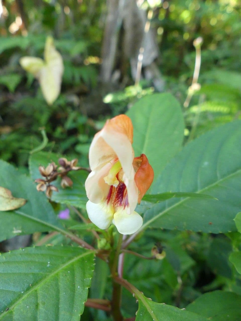 Balsamino 6