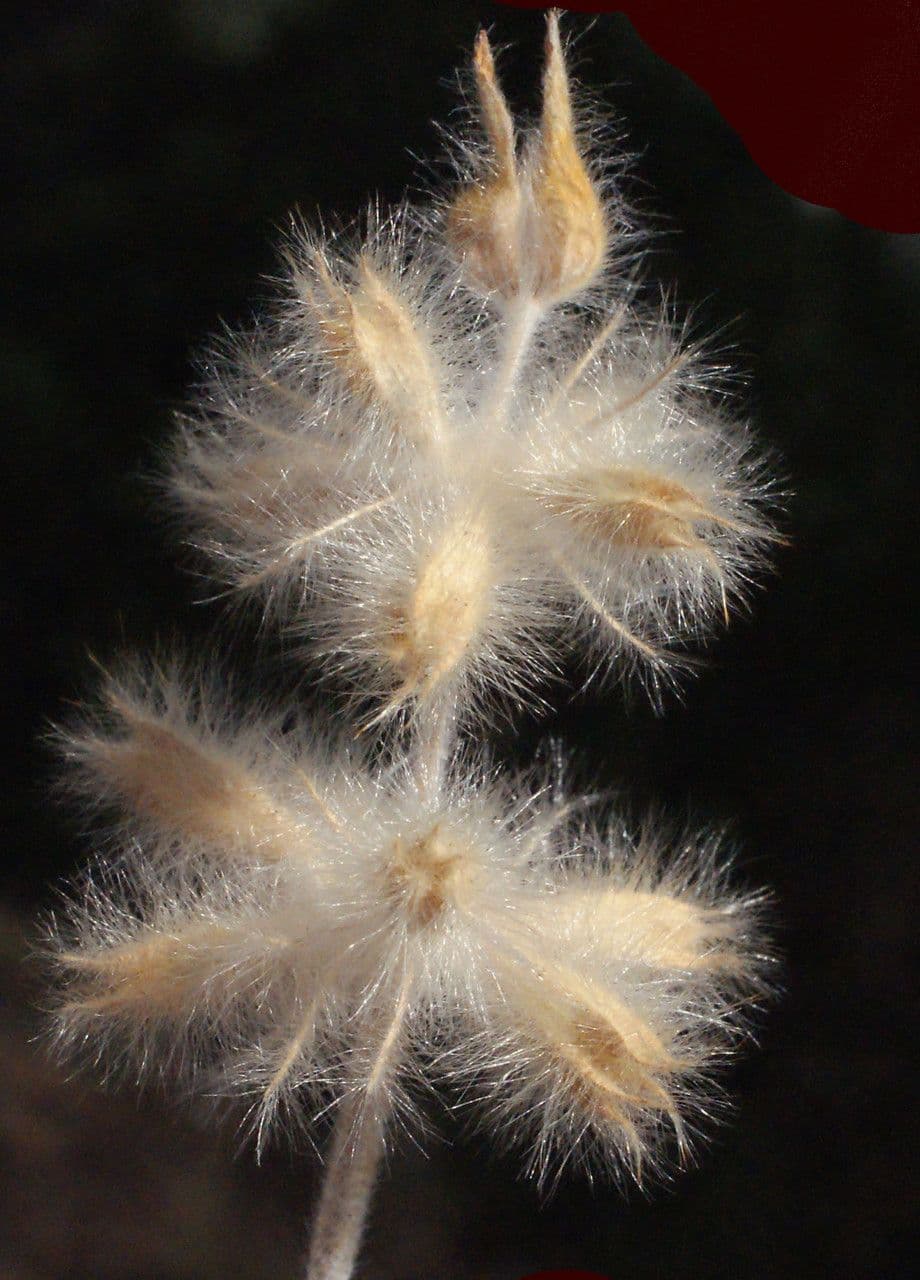 Mechera 5