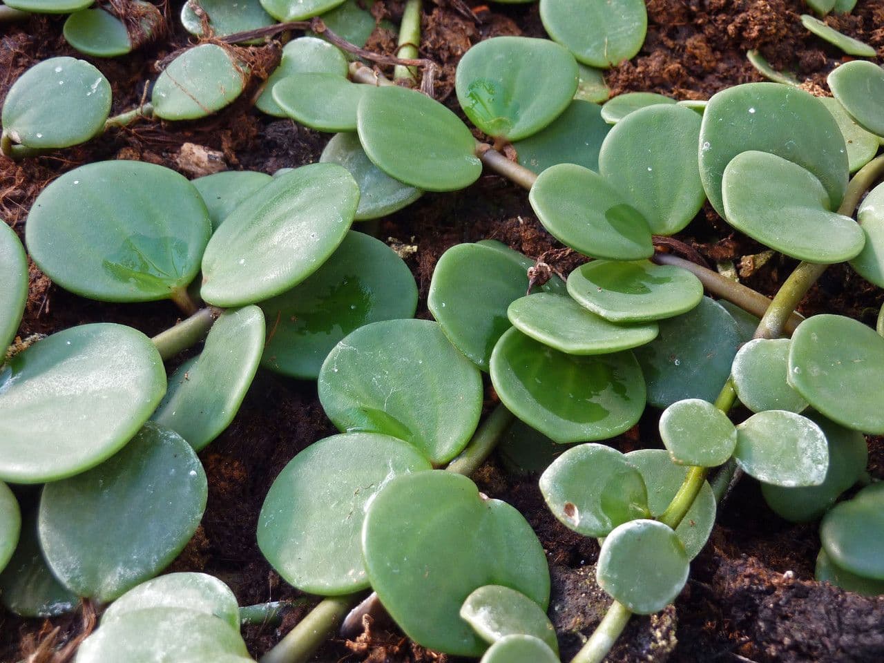 Peperomia 11