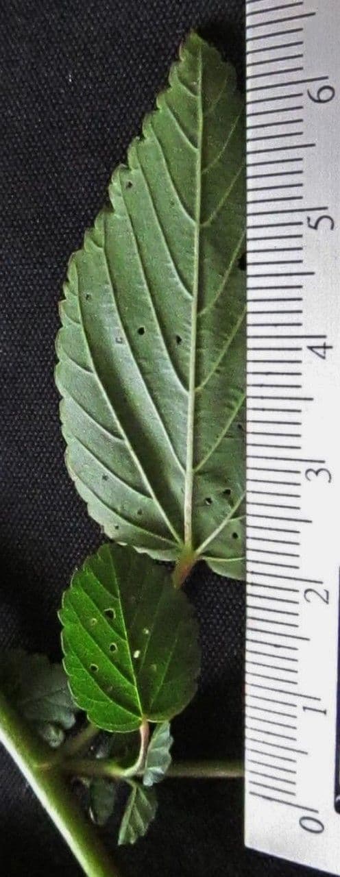 Pyramidenblume 26