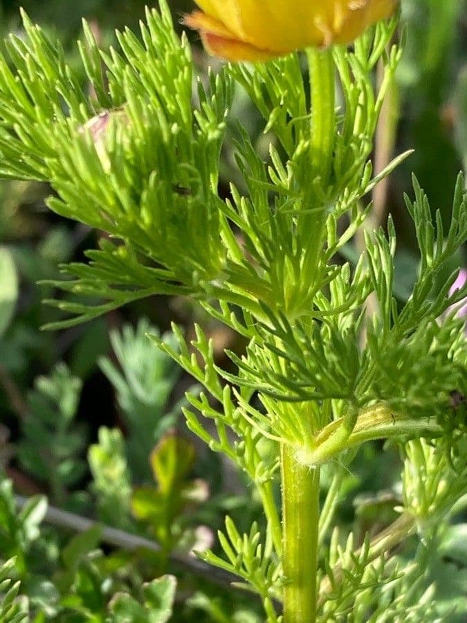 Adonis microcarpa 18