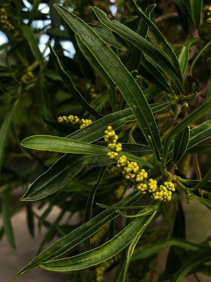 Sapium haematospermum 6