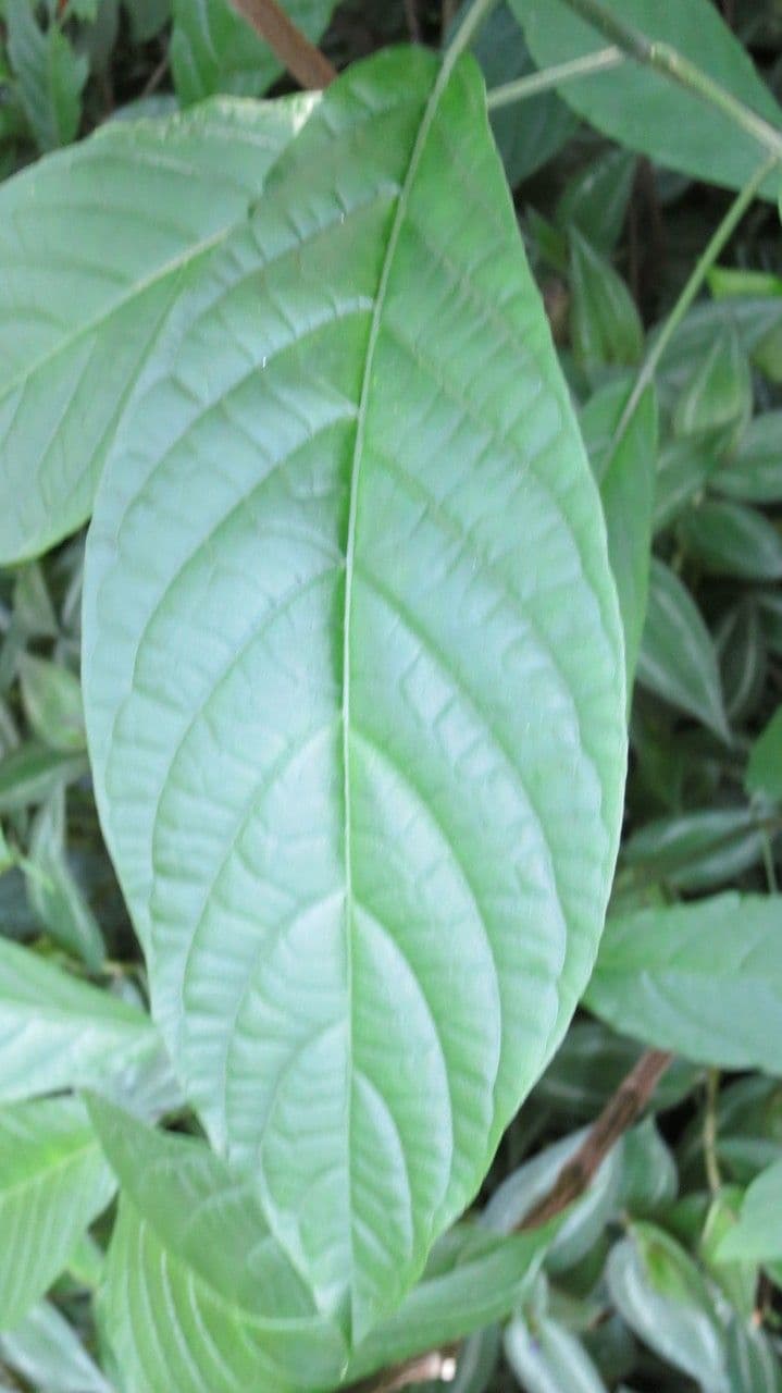 Garde du Cardinal 12