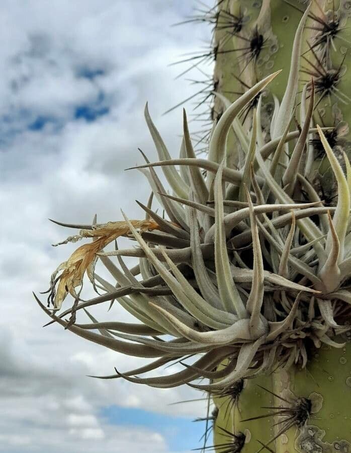 Tillandsia 4
