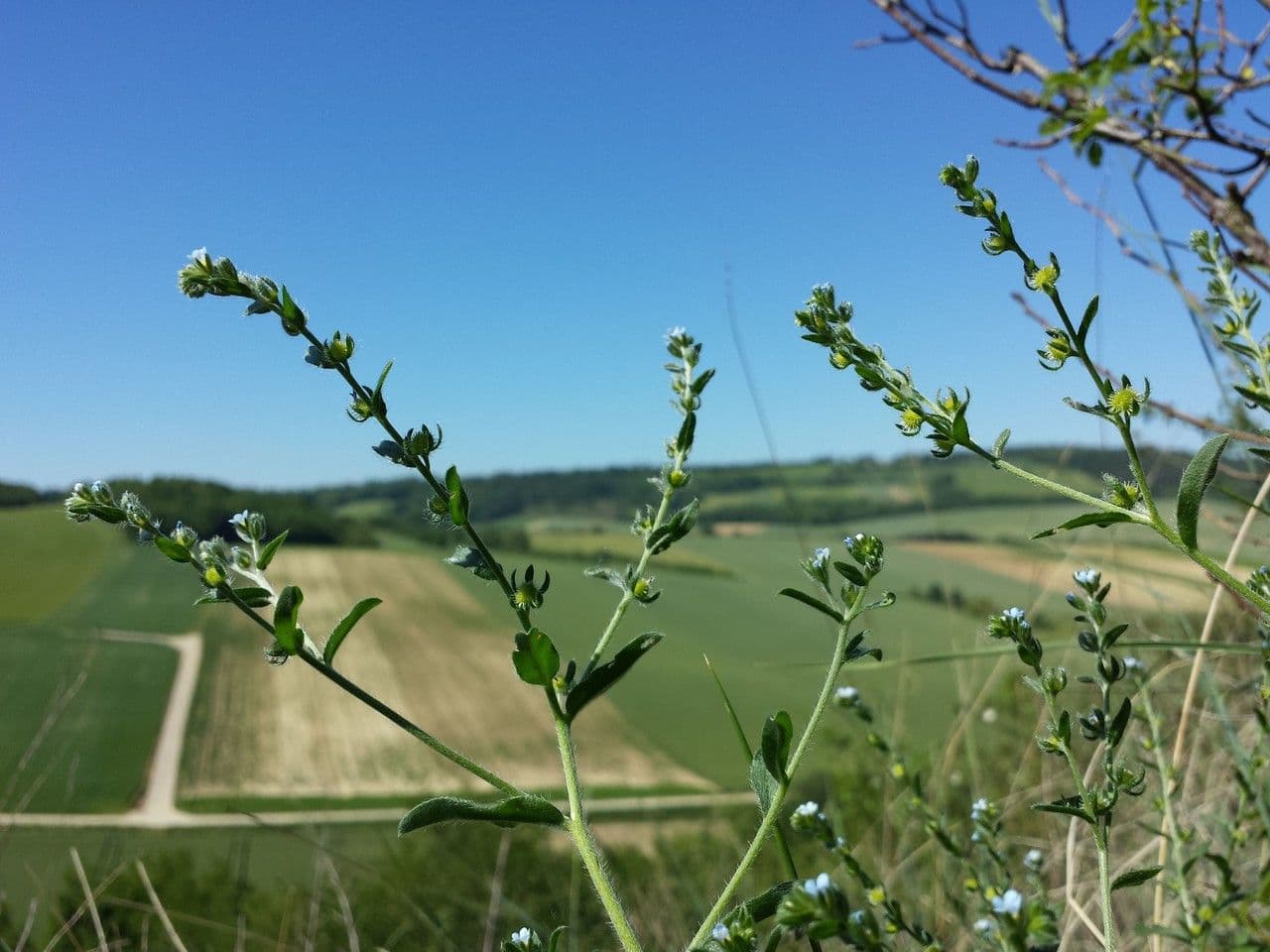 Lappola 11