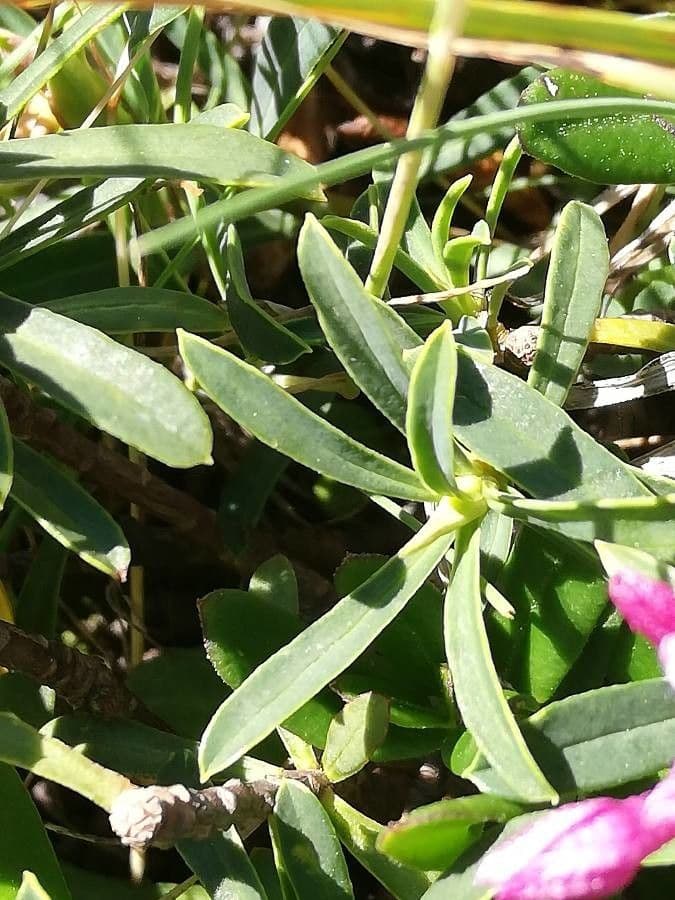 Dafne striata 14