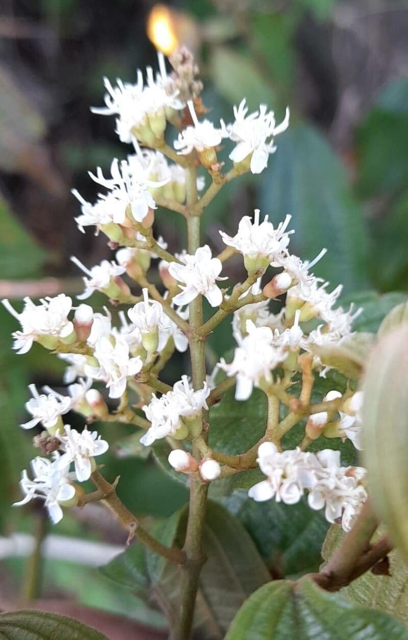 Miconia prasina 6