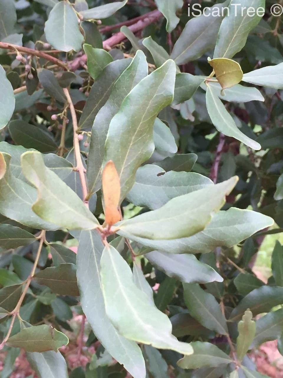 Euclea crépu 13