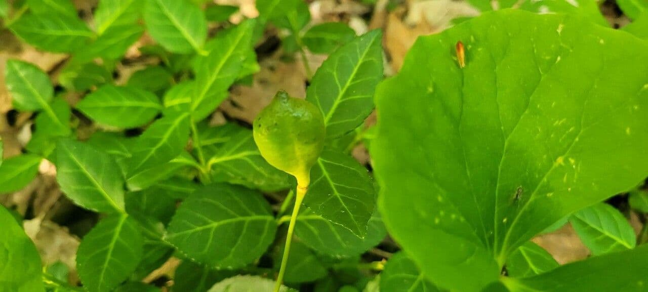 Jeffersonia diphylla
