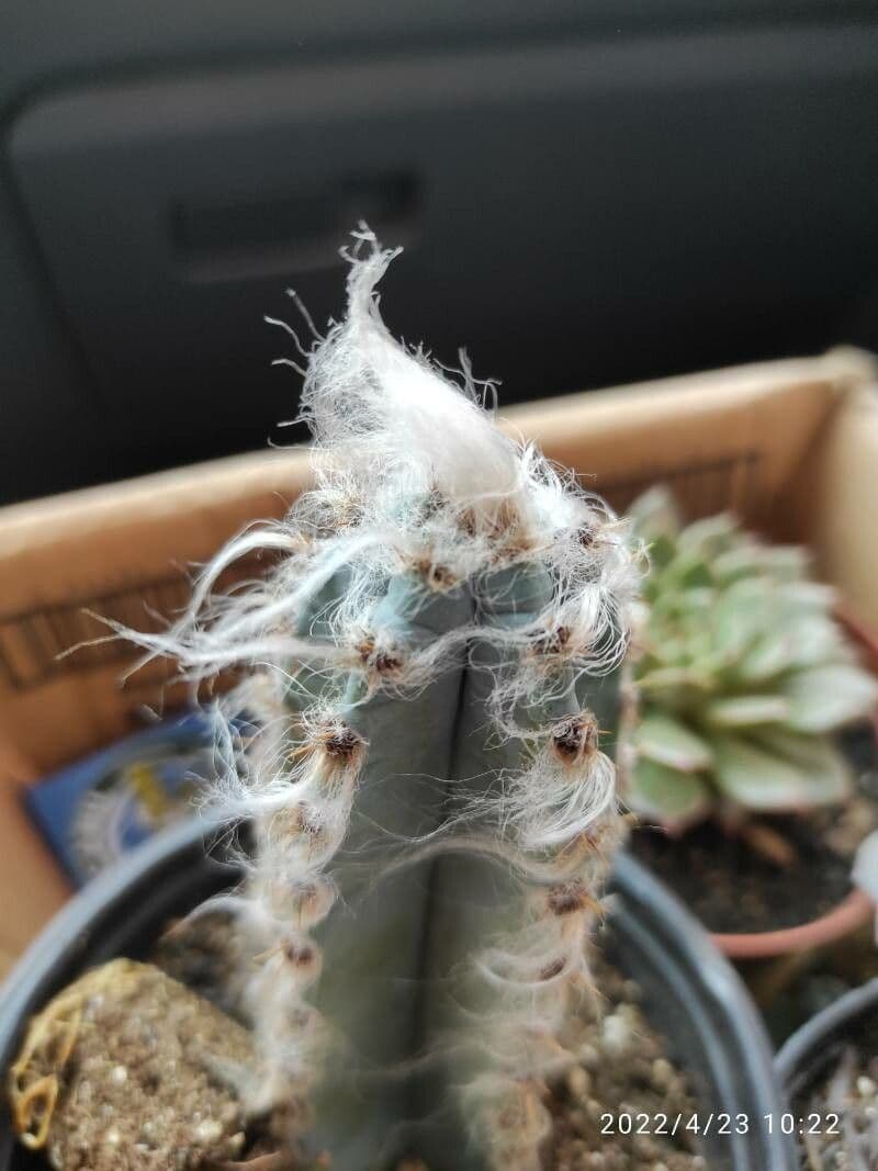 Woolly Torch 10
