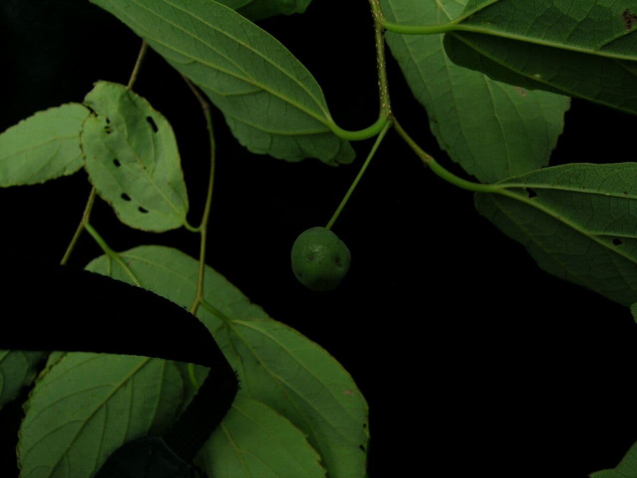 Celtis