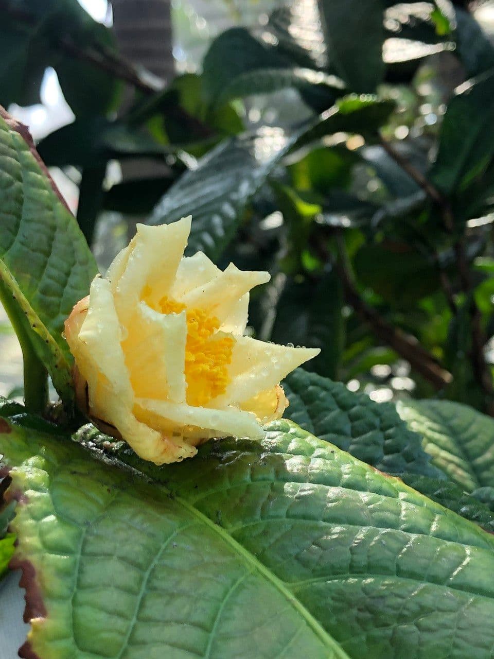 Camelia 7