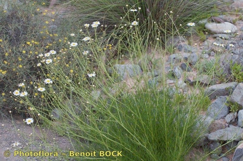 Argyranthemum 2