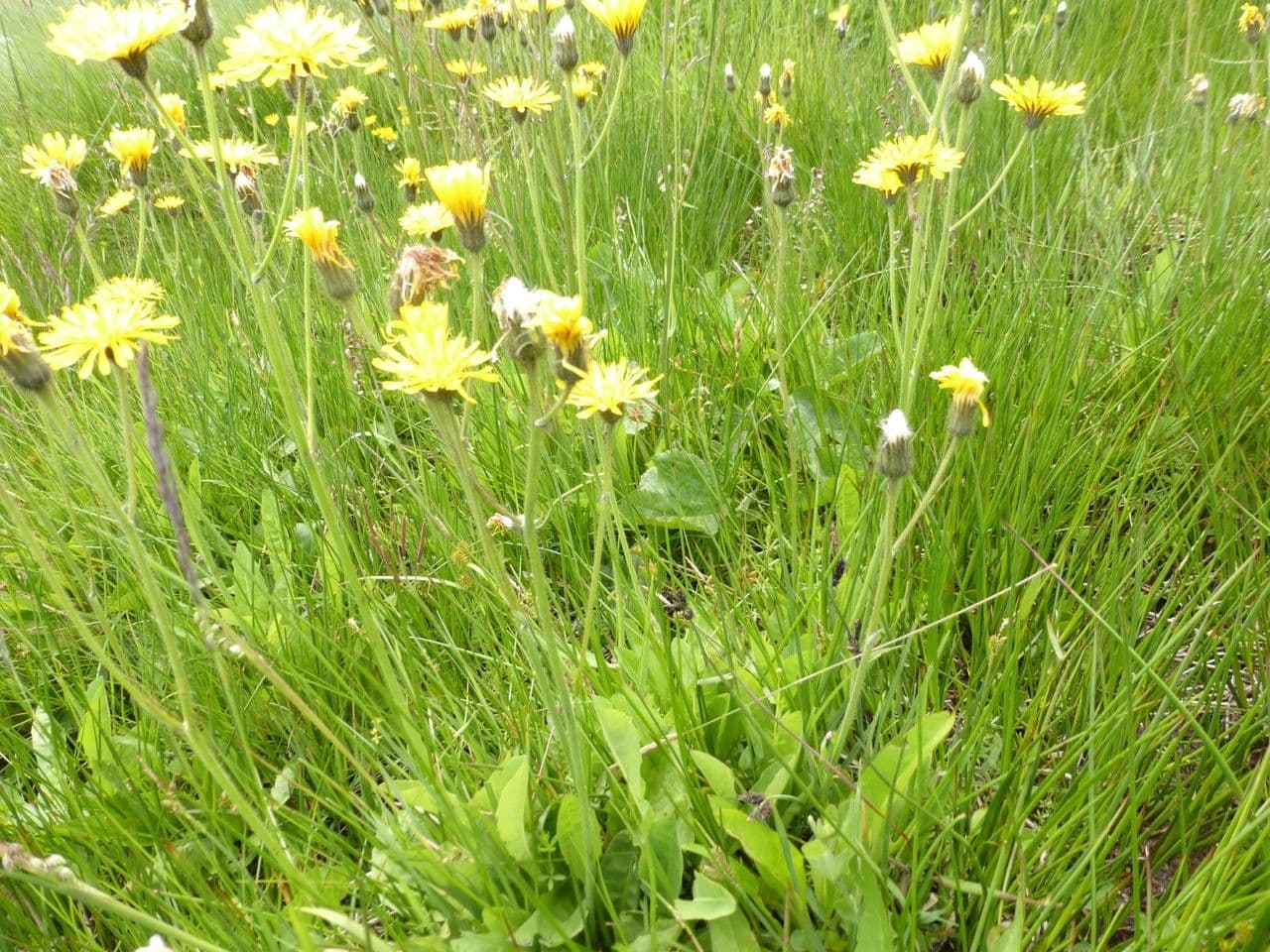 Willemetia stipitata 11