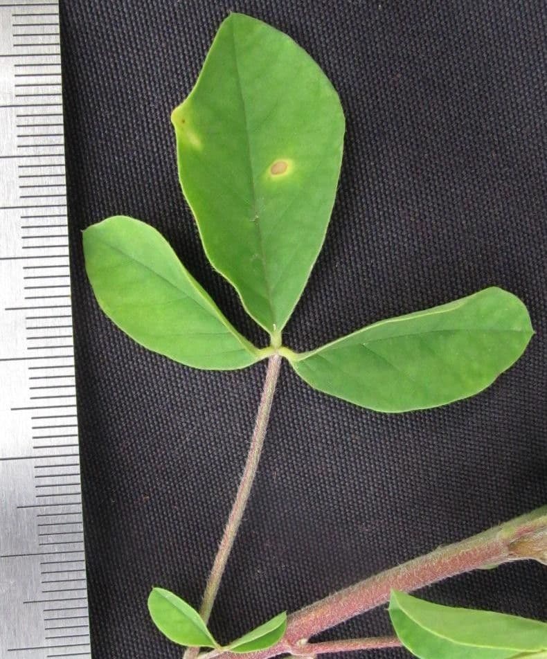 Crotalaria incana 22