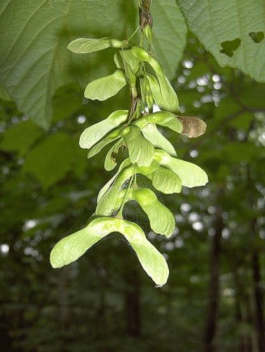 Striped maple