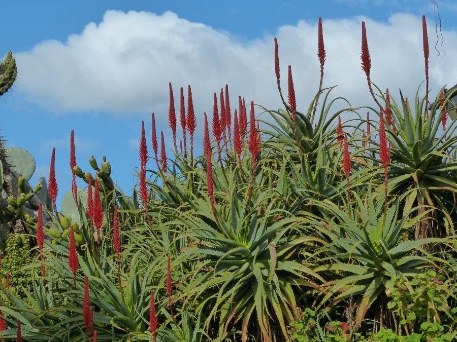 Baum-Aloe 14