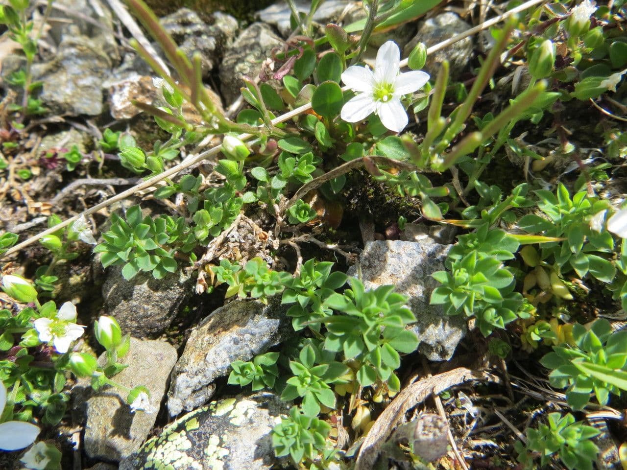 Arenaria ciliata 7