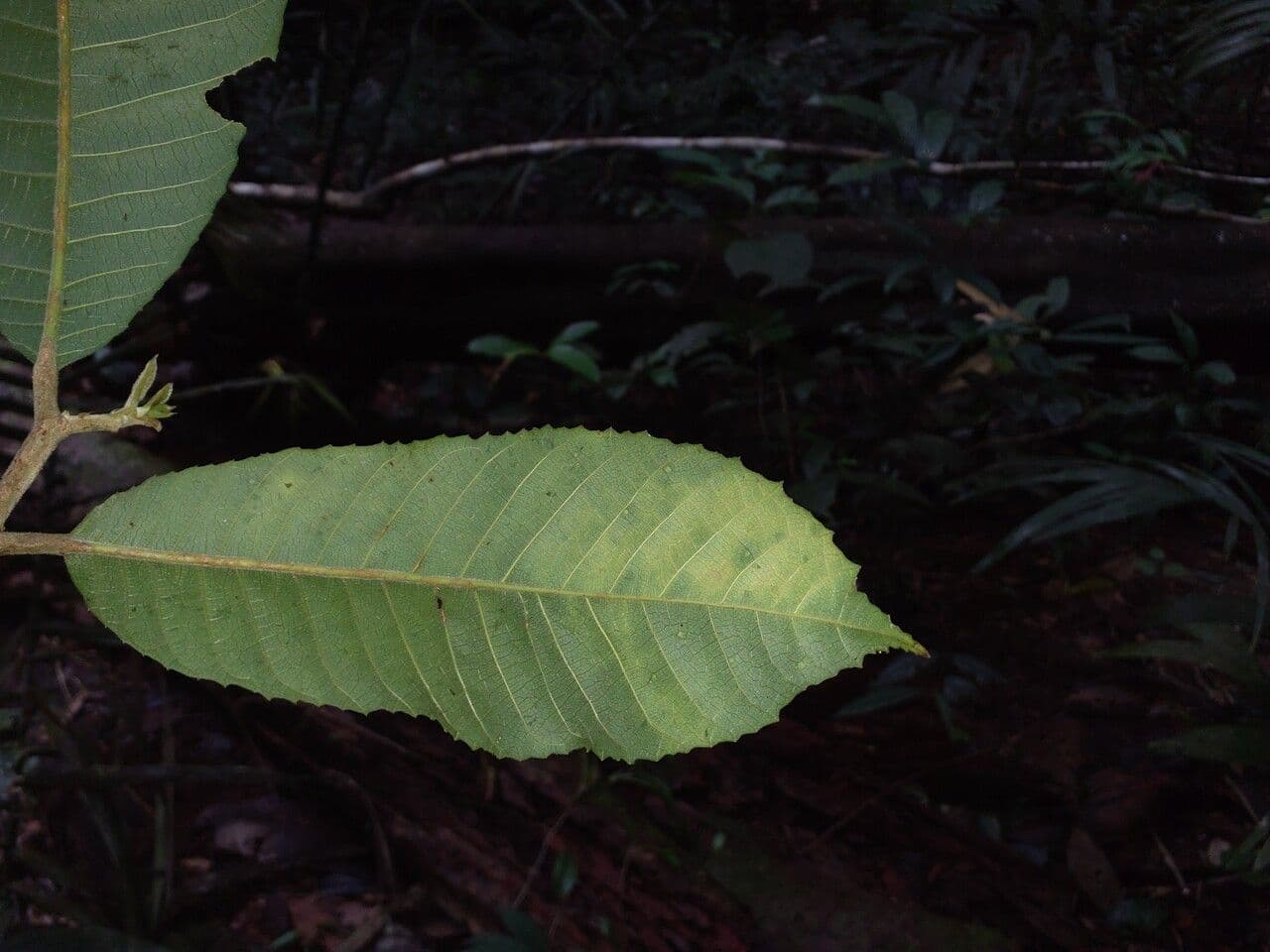 Helicostylis 4