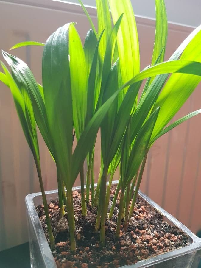 Schusterpalme 10