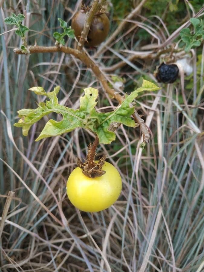 Solanum dimidiato 5