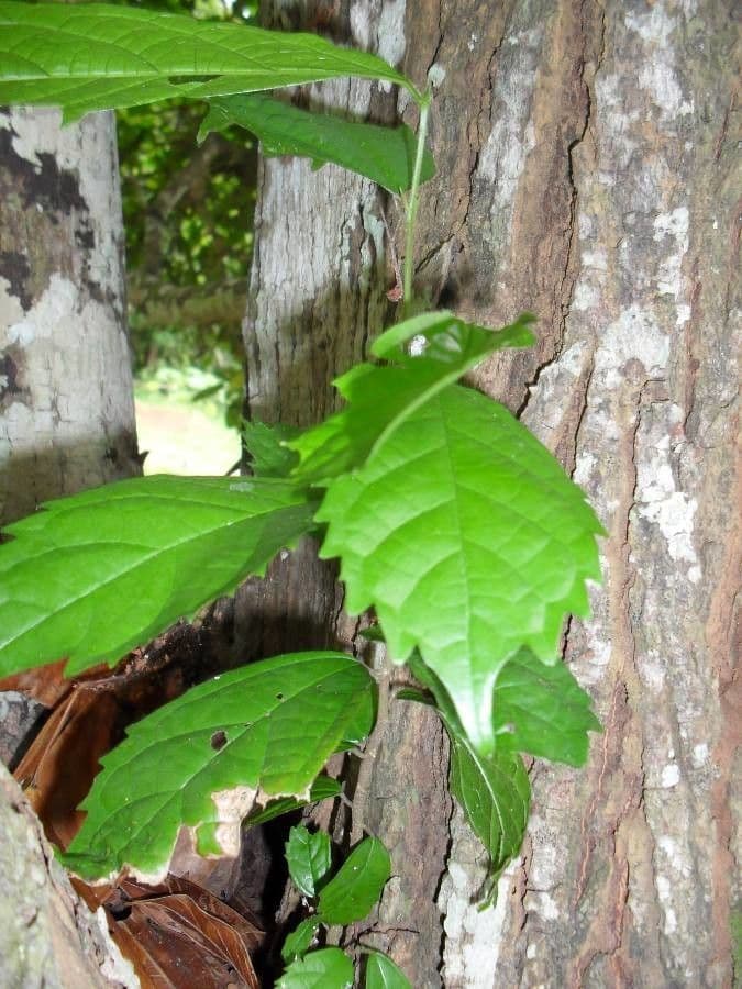 Celtis łagodny 2
