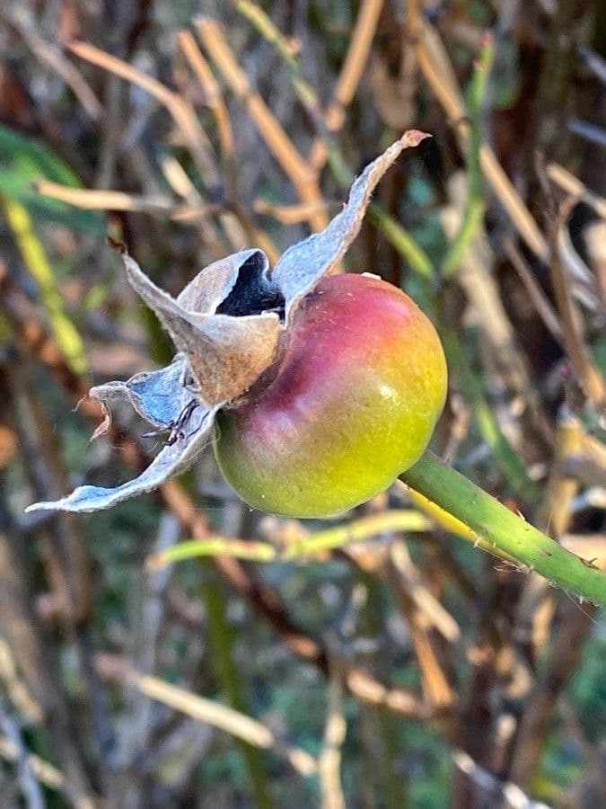 Rosa 5