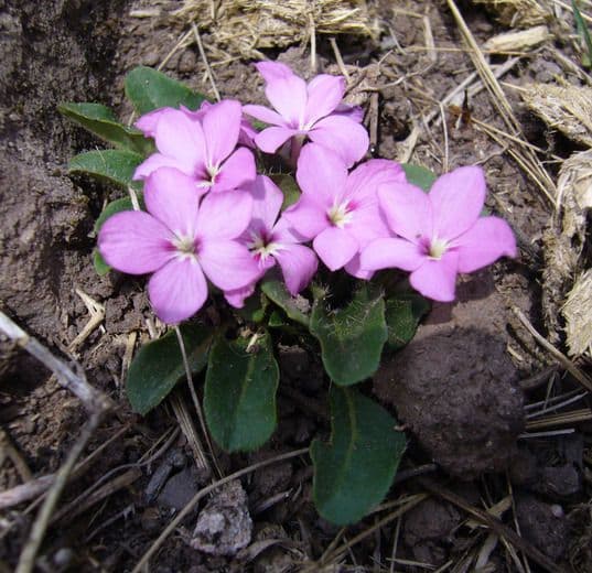 Stenandrium dulce