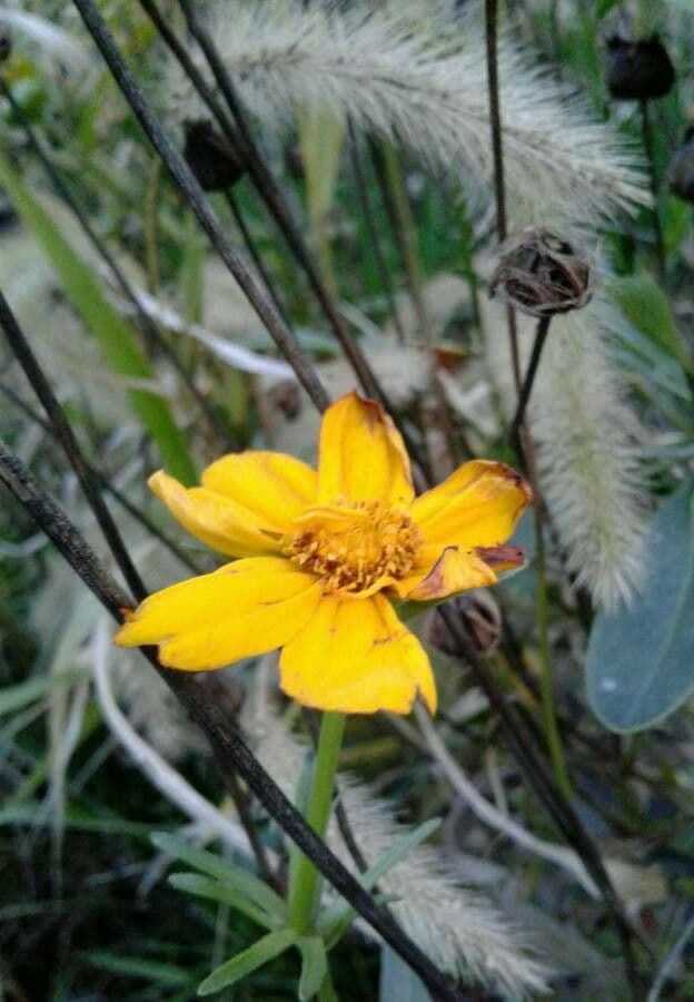 Coreopsis lanceolata 9