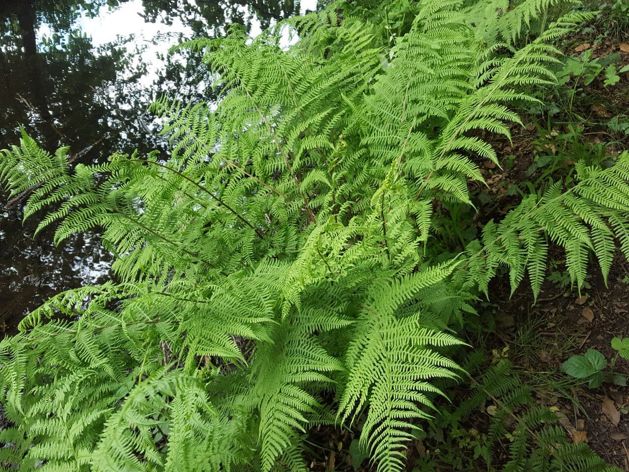 Macrothelypteris 5