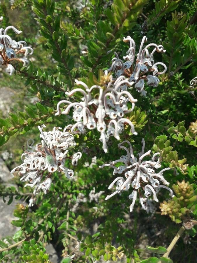 Graue Grevillea 3