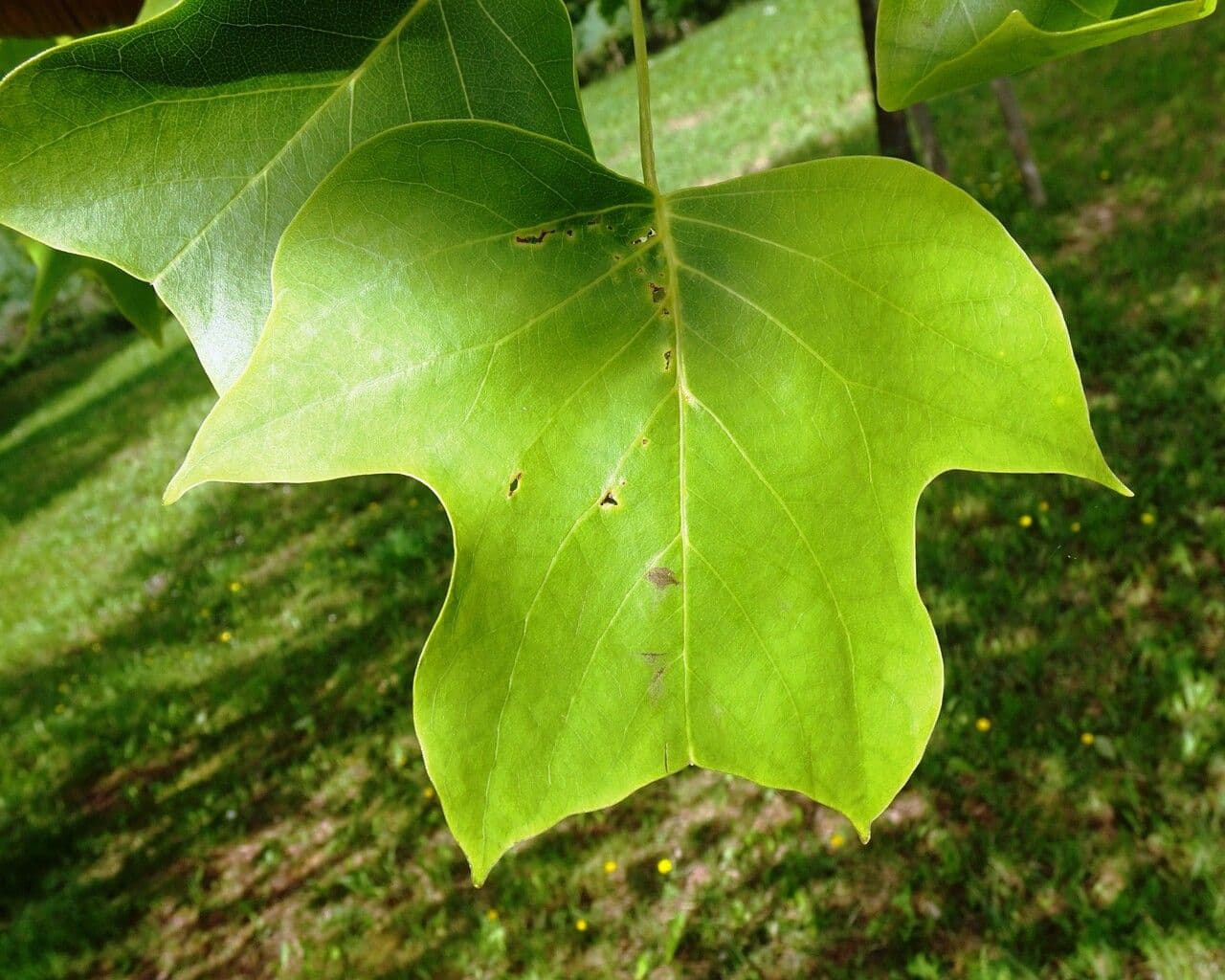 Tulipifero 17
