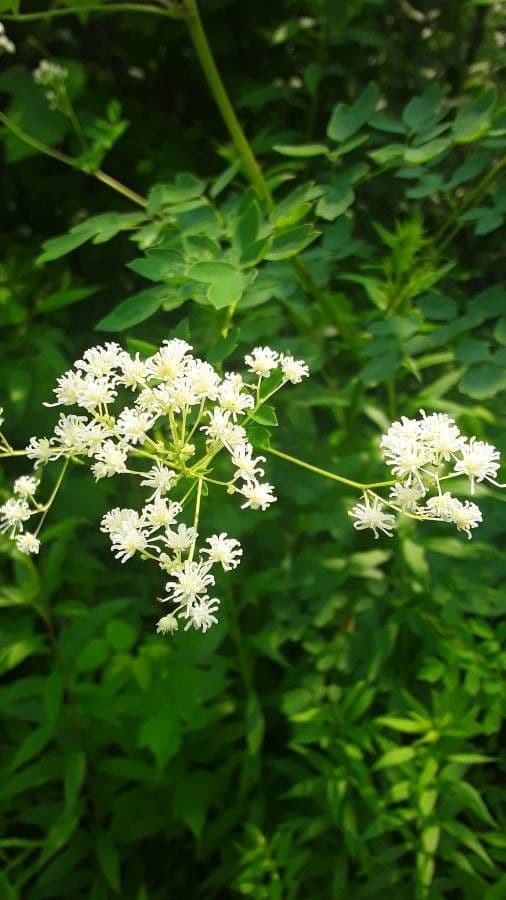 Thalictrum pubescens 5