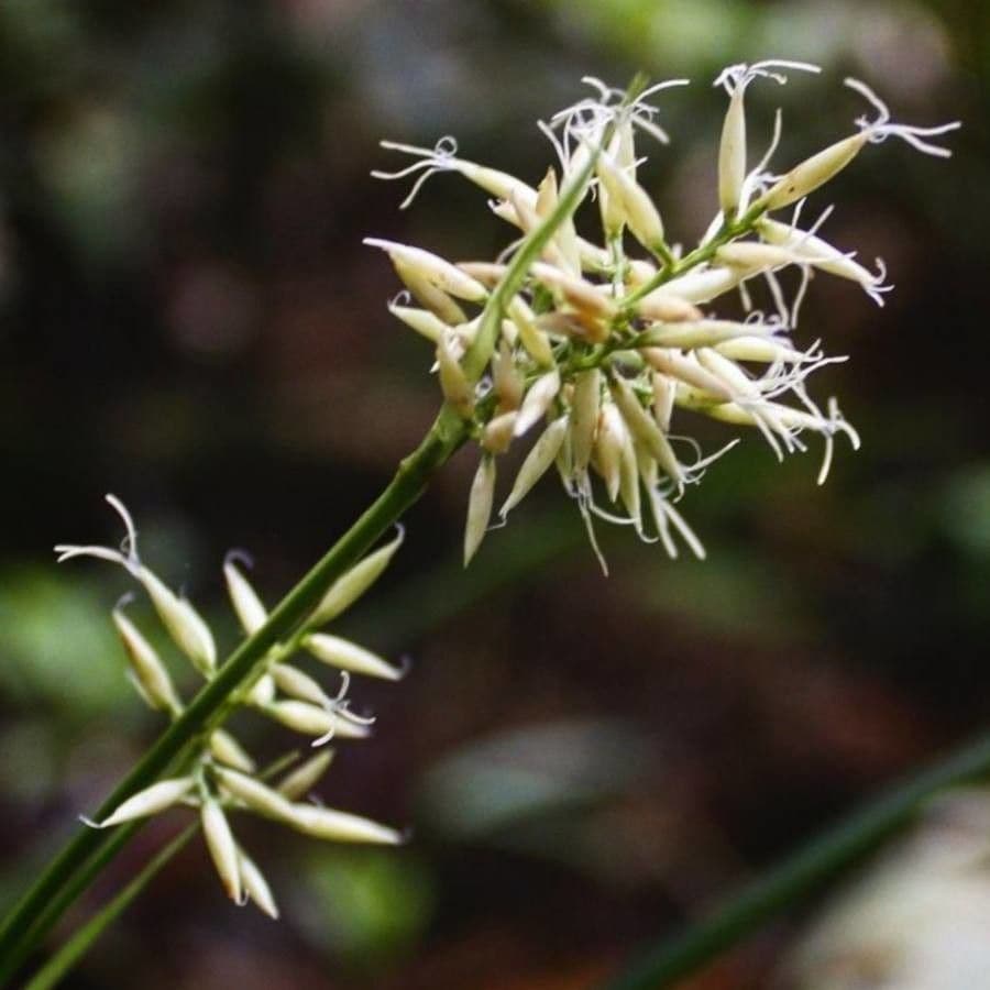 Rhynchospora