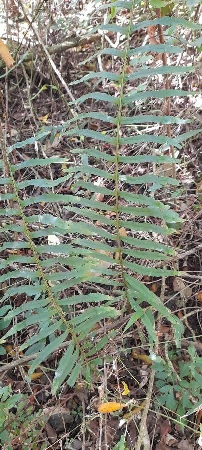 Serpocaulon
