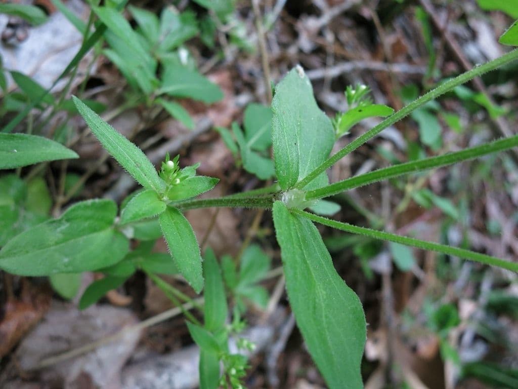 Houstonia purpurea 8