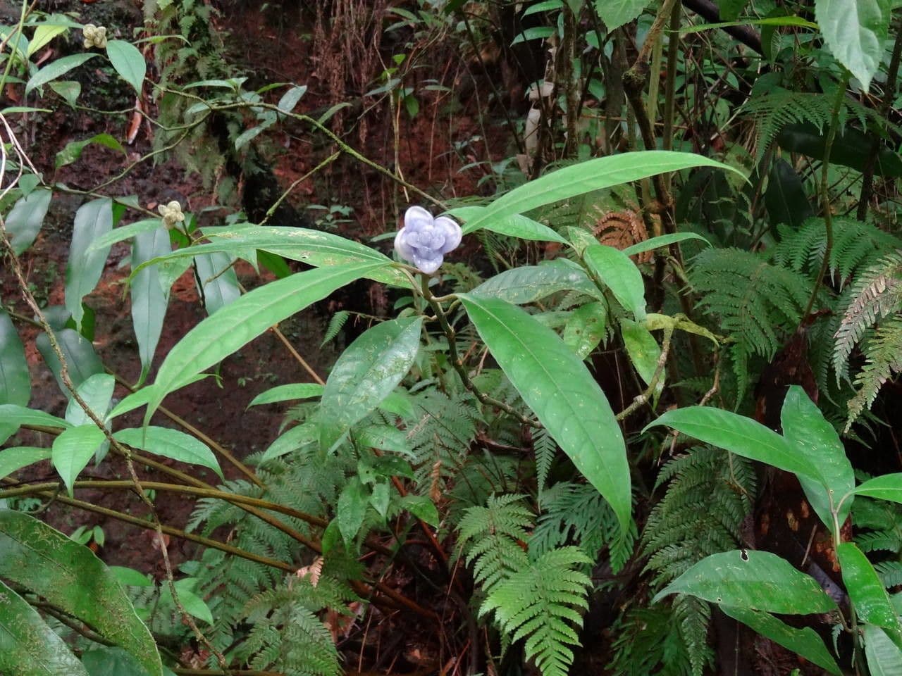 Psychotria 10
