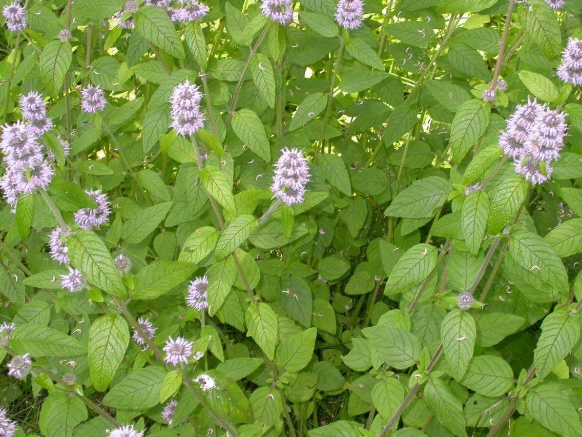 Blephilia ciliata 7