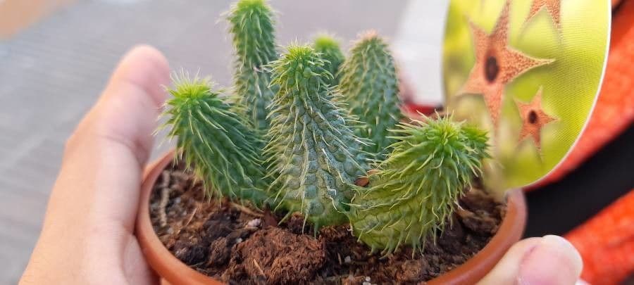 Hoodia 6