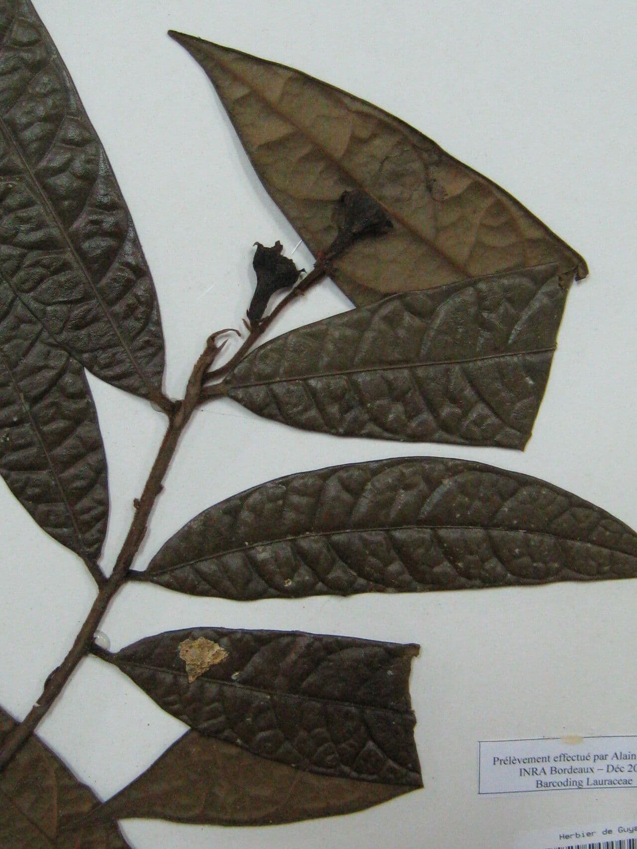 Rhodostemonodaphne 4