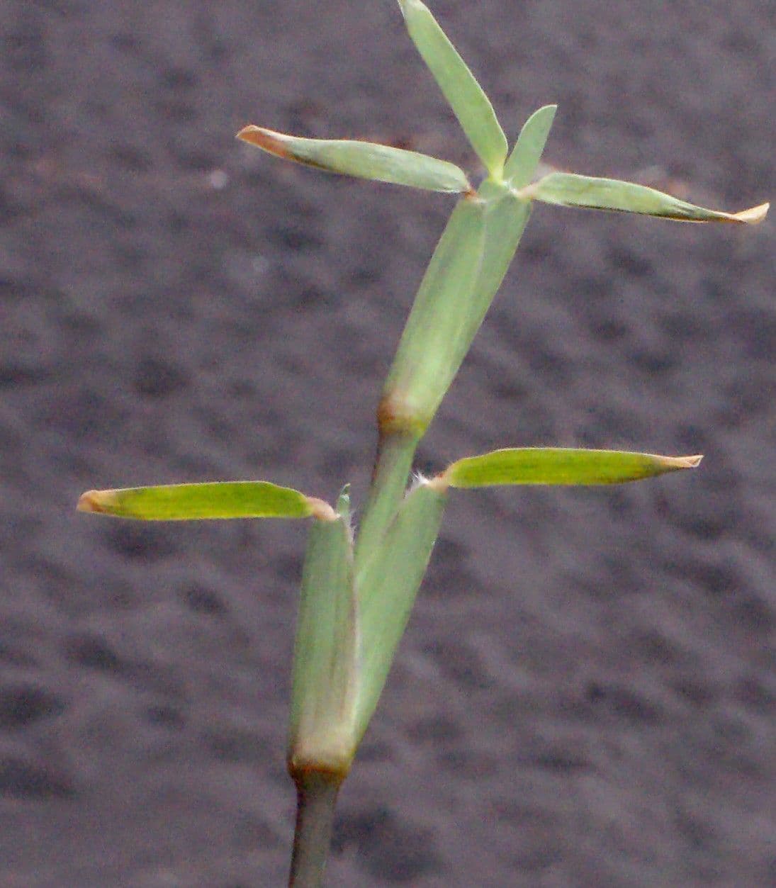 Stenotaphrum 12