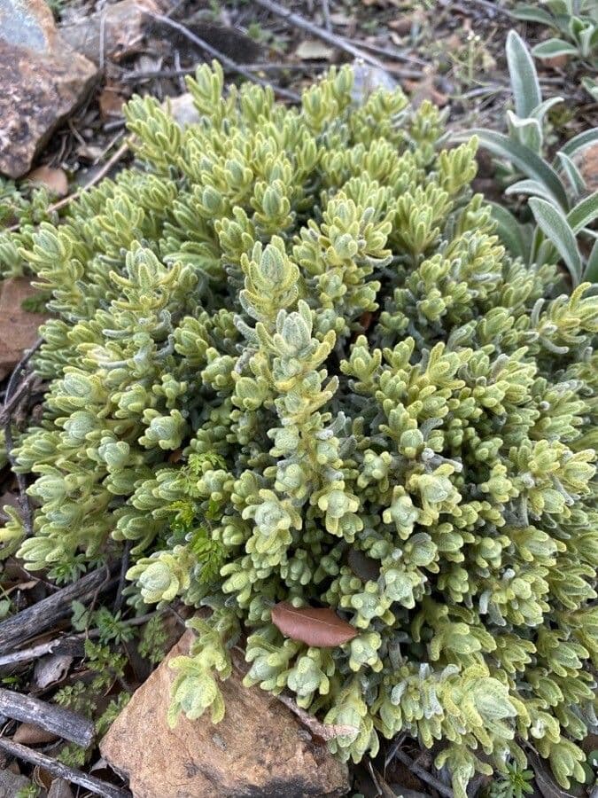 Teucrium 10