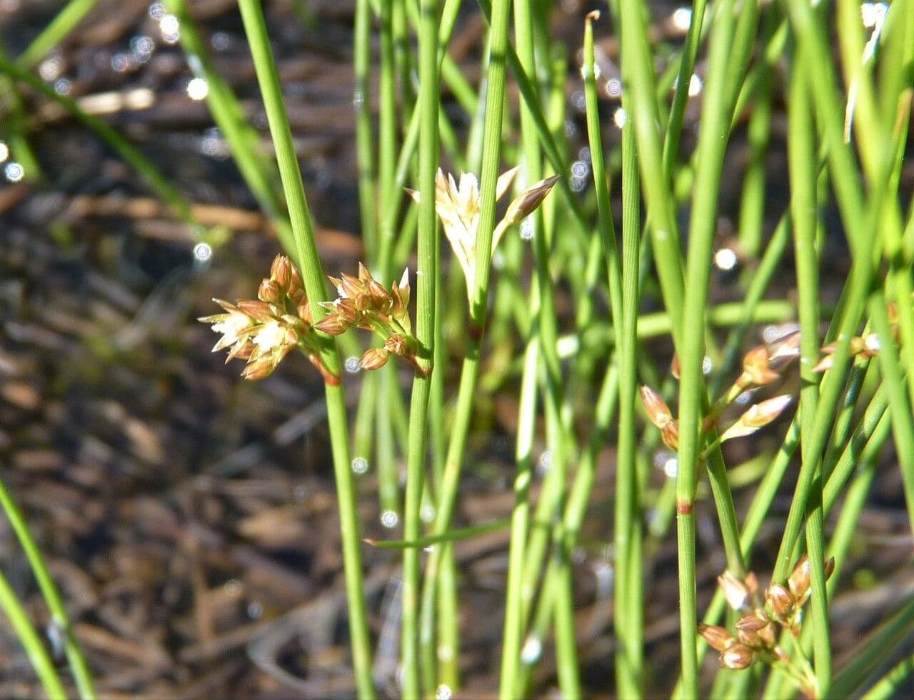 Giunco filiforme 9