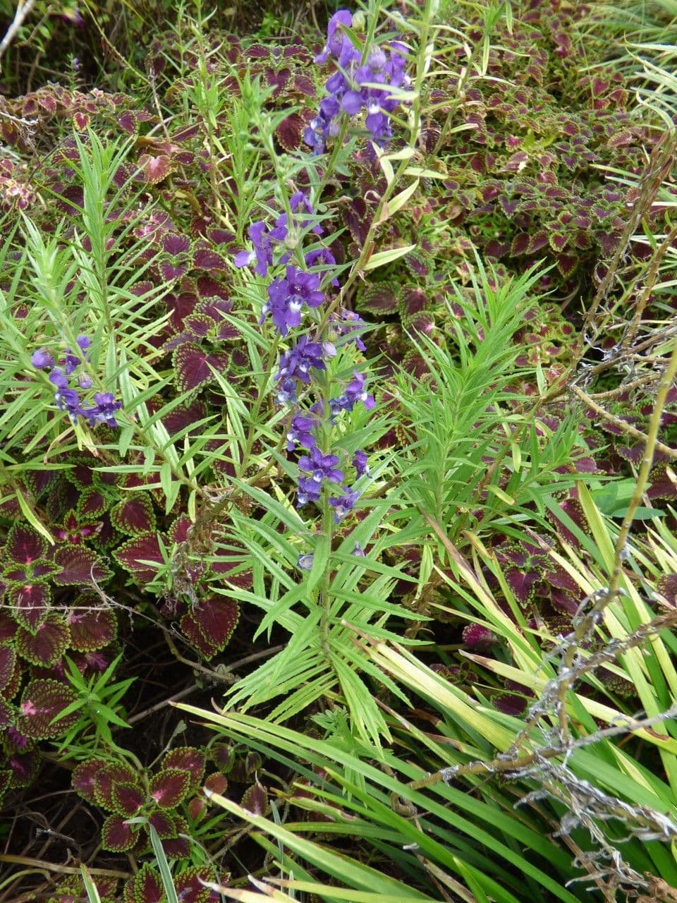 Angelonia 8
