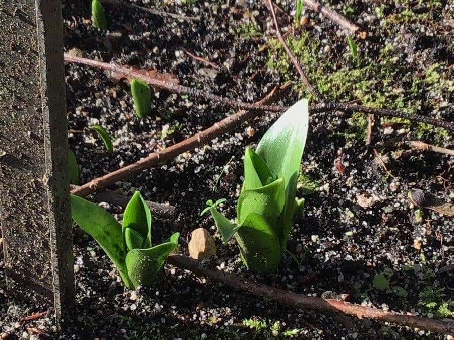 Scilla lilio-hyacinthus 6