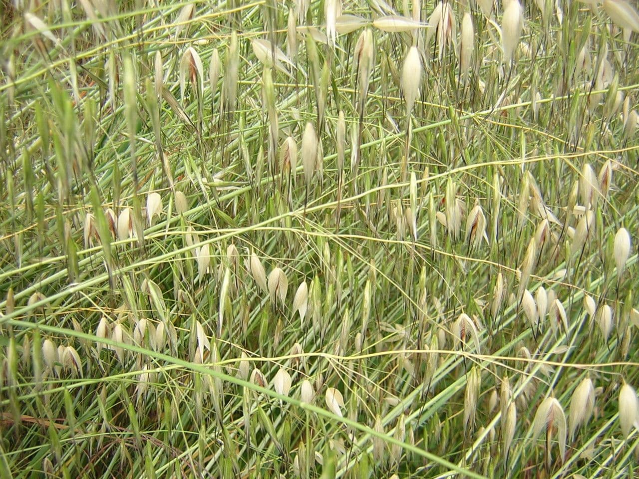 Avena maggiore 25