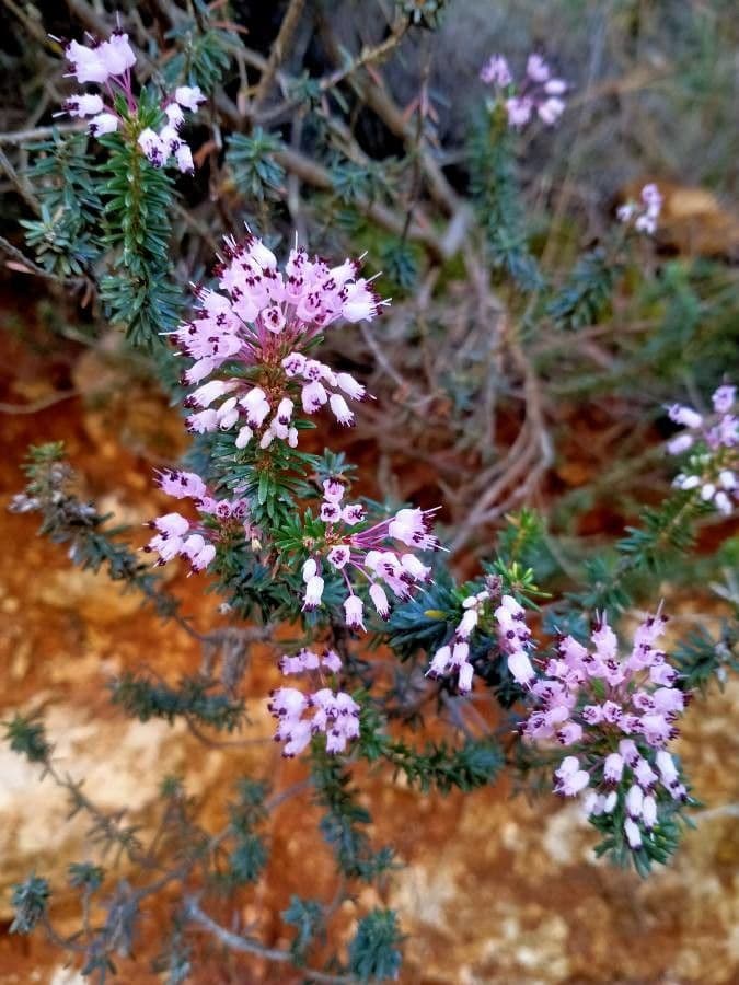 Erica multiflora 17