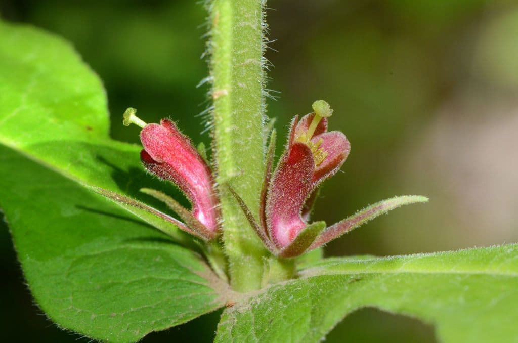 Triosteum perfoliatum 8