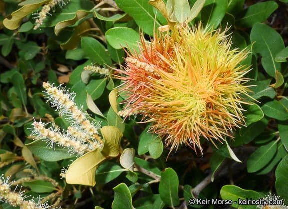 Chrysolepis sempervirens 3